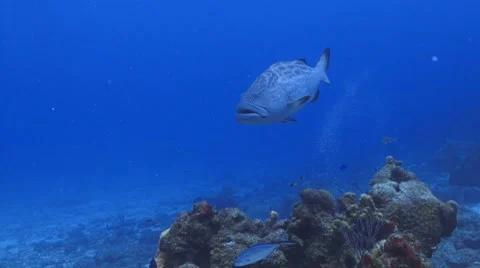 Nassau grouper Vidéo 8624723