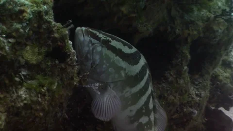 Nassau Grouper Stock Footage 70098054