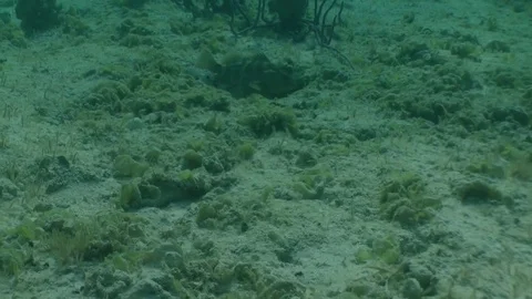Nassau Grouper Stock Footage 85240462