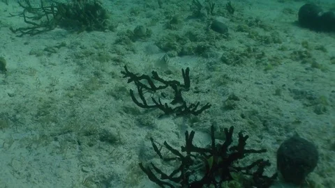 Nassau grouper Stock Footage 85245081