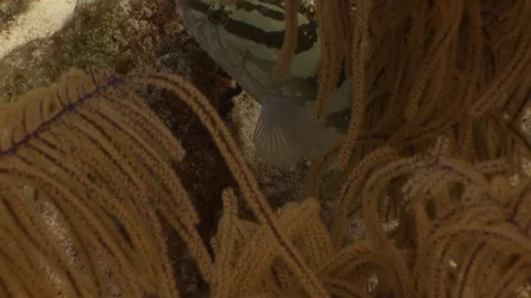 Nassau Grouper hiding Stock Footage 80158505