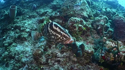 A nassau grouper on the reef Stock Footage 161194669