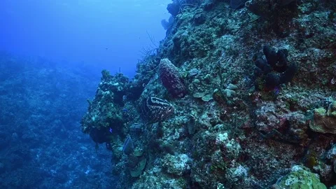 A Nassau grouper on a wall dive Stock Footage 166512559