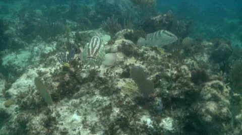 Nassau groupers Stock Footage 10715086
