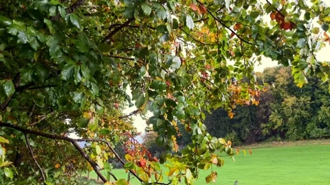 Nasses Herbstlaub 1 Stock Footage 288199509