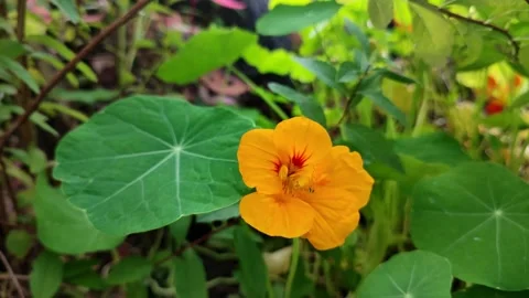 Nasturtium flower close-up Stock Footage 282307547