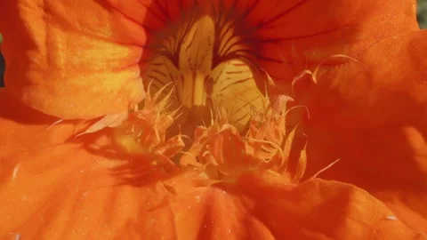 Nasturtium flower head macro close up stock footage Stock Footage 339674010