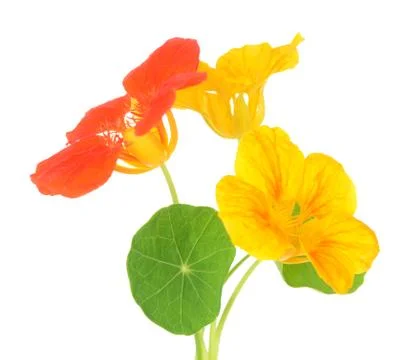 Nasturtium flower Stock Photos