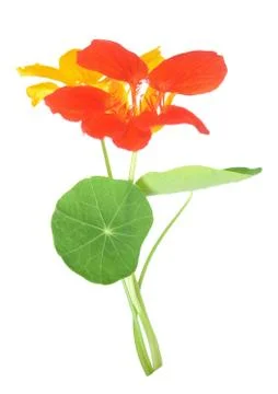 Nasturtium flower Stock Photos