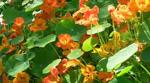 Nasturtium Flowers Stock Footage 7901070