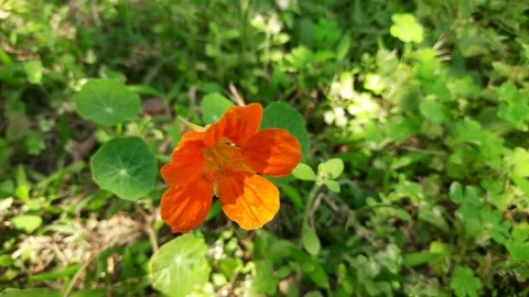 Nasturtium flowers. Stock Footage 149955819