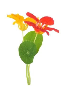Nasturtium flowers Stock Photos