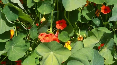 Nasturtium Stock Footage 22370798
