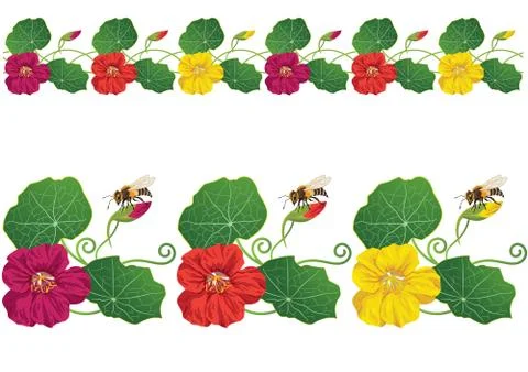 Nasturtium Illustrazione stock