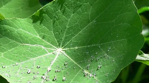 Nasturtium leaf and drops Stock Footage 7775009