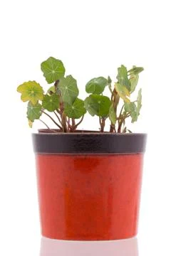 Nasturtium leafs in pot Stock Photos