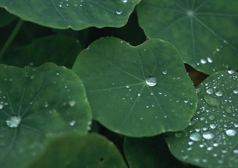 Nasturtium Stock Photos
