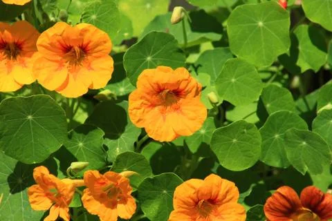 Nasturtium Stock Photos