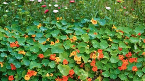Nasturtium Stock Photos