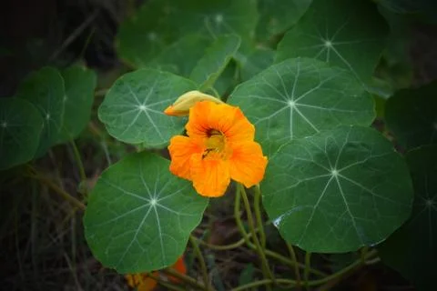 Nasturtium Stock Photos