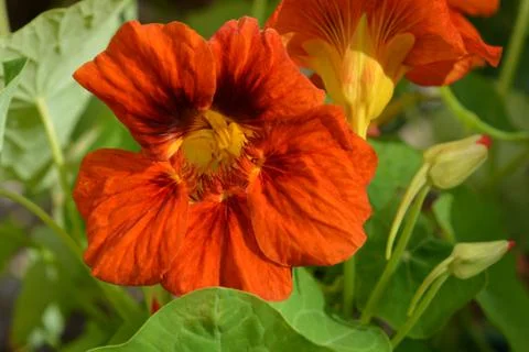 Nasturtium Stock Photos