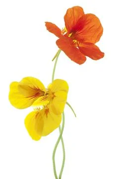Nasturtium Foto stock