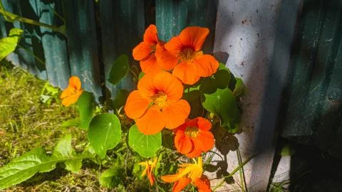 Nasturtium Stock Photos