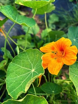 Nasturtium Stock Photos