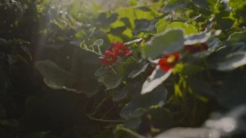 Nasturtium in the Vegetable Garden Stock Footage 262575437