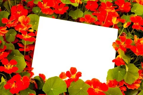 Nasturtiums and copyspace Stock Illustration