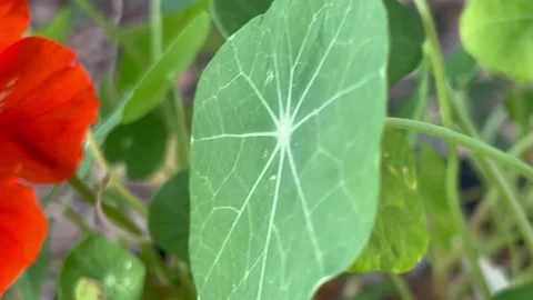 Nasturtiums with foliage Stock Footage 219085200