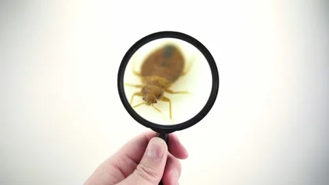 Nasty bedbug insect parasite home infestation extreme macro close up with mag Video stock 139765855