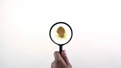 Nasty bedbug insect parasite home infestation extreme macro close up with mag Video stock 139765862