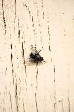 Nasty fly Stock Photos