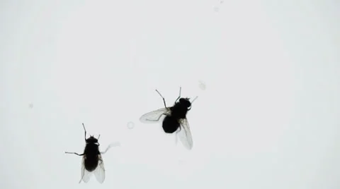 Nasty Housefly on a Window Pane Stock Footage 35228176