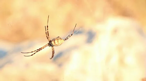 Nasty old wasp spider sunbathing on its net 3 Stock Footage 30366940