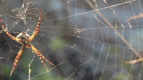 Nasty old wasp spider sunbathing on its net 2 Video stock 30367792