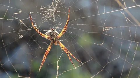 Nasty old wasp spider sunbathing on its net 1 Video stock 30367803
