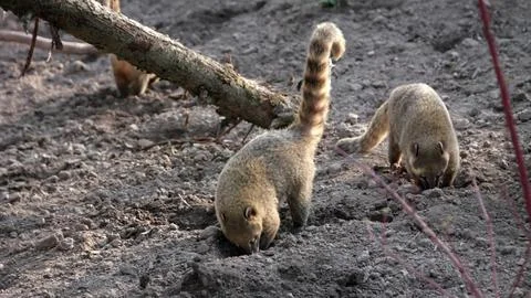 Nasua Amazon digs a hole in the ground Stock Photos