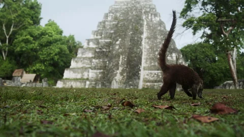 Nasua eating the Grass in front of Temple Ruin Stock Footage 270200420