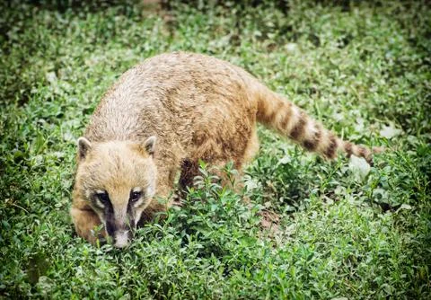 Nasua (Ring-tailed coati) hiding in the green vegetation Stock Photos