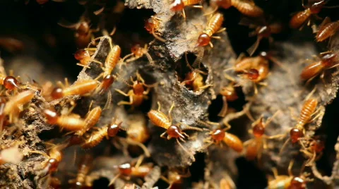 Nasute termites defending a break in their nest Stock Footage 770893