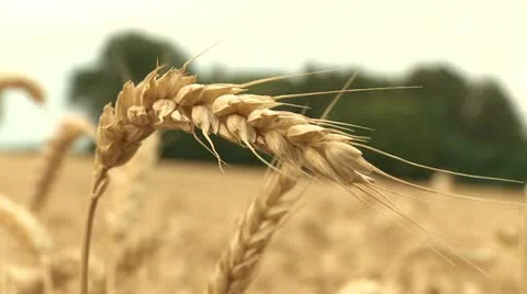 NAT-0007 Wheat ear macro Video stock 22222502