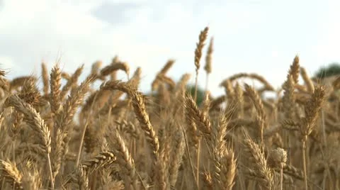 NAT-0008 Wheat field Stock Footage 22222552