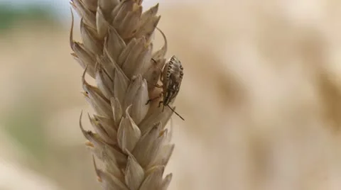 NAT-0009 Insect on wheat ear Video stock 22222595