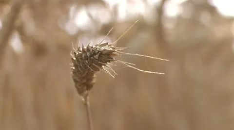 NAT-0010 Wheat ear Video stock 22222630