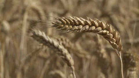 NAT-0013 Bent wheat ears Video stock 22222738