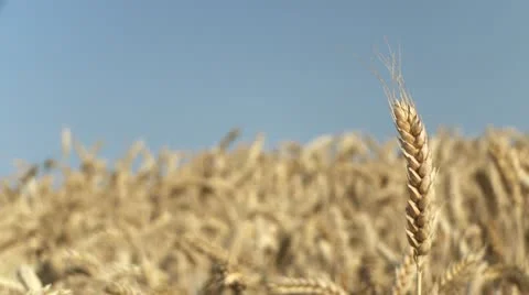 NAT-0014 Wheat ear 2 Stock Footage 22222785