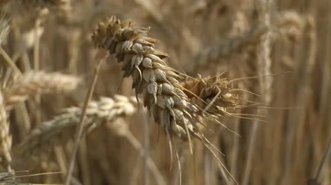 NAT-0016 Wheat ears 3 Video stock 22222900