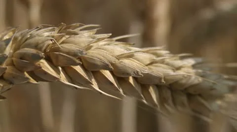 NAT-0017 Wheat ear macro 4 Video stock 22222917